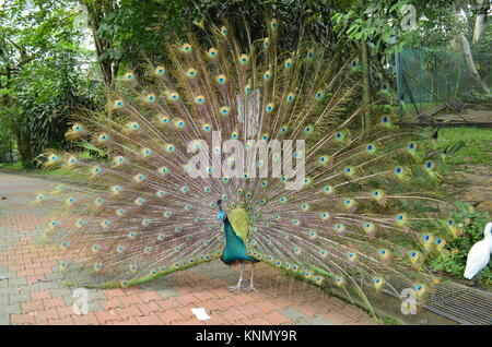 Paons indiens / peacock montrant outre de la queue Banque D'Images