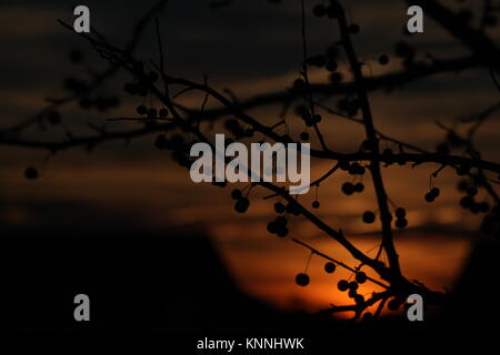 Les petits fruits sur les branches dans le coucher du soleil Banque D'Images