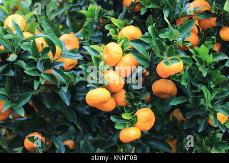 Orange mûre tangerines on tree, New York Banque D'Images