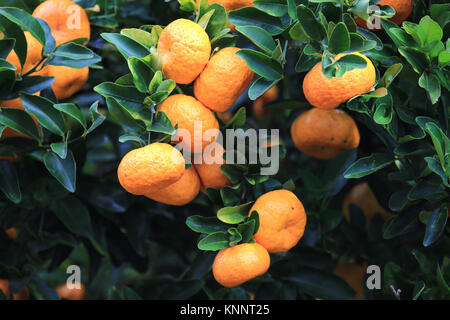 Orange mûre tangerines on tree, New York Banque D'Images