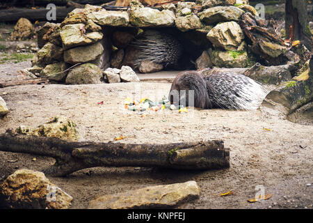 Le porc-épic (Hystrix indica), ou manger des légumes porcupine indien Banque D'Images