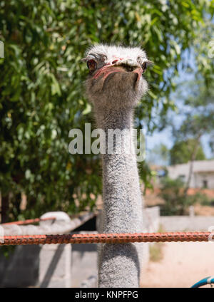 Ou d'Autruche Autruche commune (Struthio camelus), élevés dans une clôture pour les touristes, au Vietnam. Banque D'Images