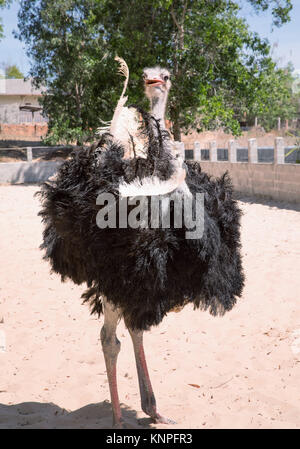 Ou d'Autruche Autruche commune (Struthio camelus), élevés dans une clôture pour les touristes, au Vietnam. Banque D'Images