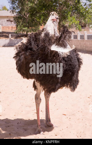 Ou d'Autruche Autruche commune (Struthio camelus), élevés dans une clôture pour les touristes, au Vietnam. Banque D'Images