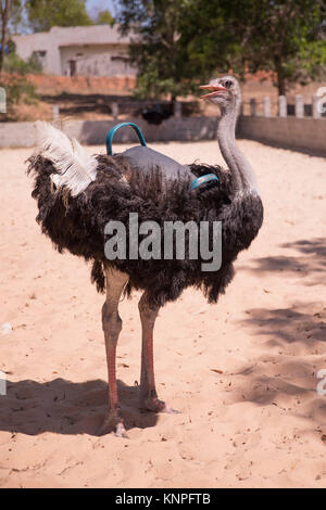 Ou d'Autruche Autruche commune (Struthio camelus), élevés dans une clôture pour les touristes, au Vietnam. Banque D'Images