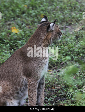 Le lynx roux est insaisissable et nocturnes Banque D'Images