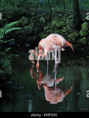 Belle Lumière flamants roses en sirotant de la rivière dans un paysage tropical Banque D'Images