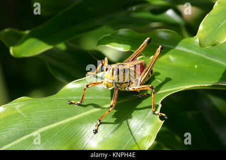 Lubber grasshopper en Floride est toxique pour la plupart des animaux Banque D'Images