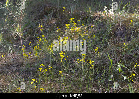 Les bosquets de tormentille parmi les herbes de printemps Banque D'Images