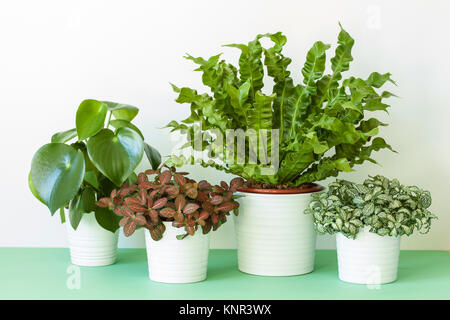 Plantes d'Asplenium nidus, peperomia et fittonia en cache-pot Banque D'Images