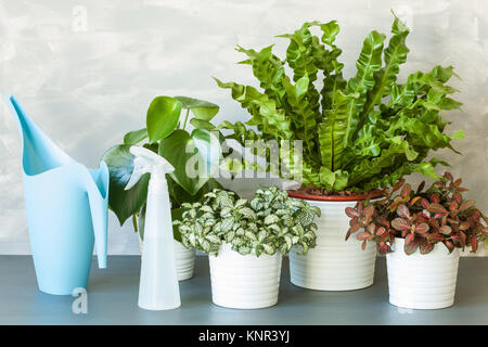 Plantes d'Asplenium nidus, peperomia et fittonia en cache-pot Banque D'Images