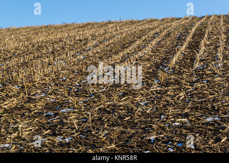 Champ de maïs naturel en hiver, le chaume dans la rangée, ciel bleu, neige Banque D'Images