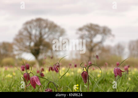 Close up de serpents Head Fritillaries dans un champ dans le Wiltshire Banque D'Images