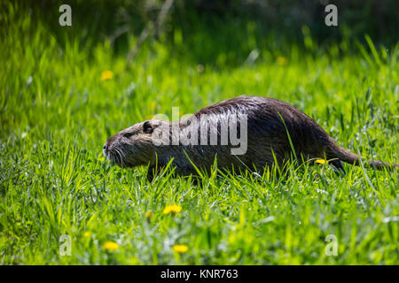 Un ragondin ragondin (Myocastor coypus) dans la région de Green Meadow Banque D'Images