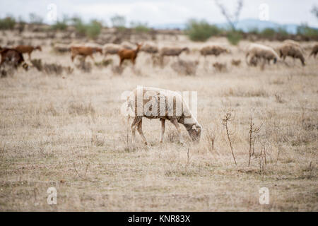 Un troupeau de moutons paissant dans la prairie près de Merida, Badajoz, Estrémadure, Espagne. Banque D'Images