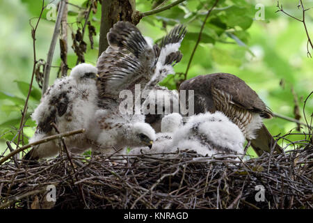 Fauve / Sperber ( Accipiter nisus ), soins femme, allaitant son enfant grandi, les poussins se sont envolés, la faune, l'Europe. Banque D'Images