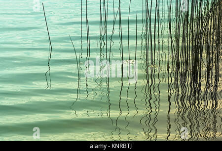 Roseaux/herbes dans les eaux turquoise d'ondulation Banque D'Images