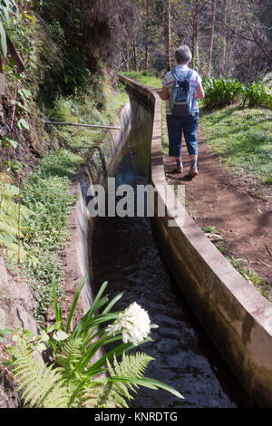 Levada à pied avec blanc Agapanthus près de Prazeres, sur l'île de Madère, Portugal Banque D'Images