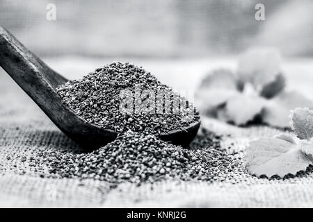 Trachyspermum ammi, graines d'Ajwain dans un scoop en bois avec quelques feuilles sur un fond de jute. Banque D'Images