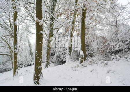 Les arbres couverts de neige après une forte tempête météo saisons nouveau changement climatique l'herefordshire angleterre doward sud UK Banque D'Images