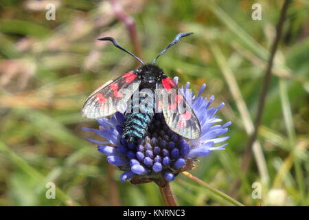 Spot 6 Burnett ( Zygaena filipendulae ) se nourrissant d'un champ Scabious Flower ( Knautia arvensis ) en été, UK Banque D'Images