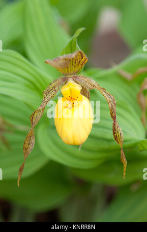 CYPRIPEDIUM PARVIFLORUM VAR PUBESCENS Banque D'Images