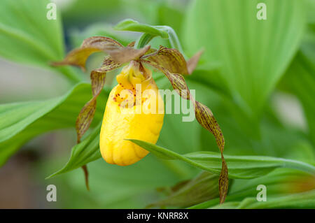 CYPRIPEDIUM PARVIFLORUM VAR PUBESCENS Banque D'Images