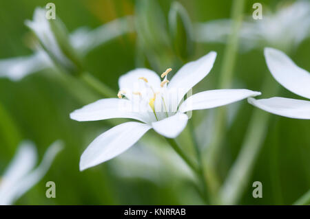 ORNITHOGALUM UMBELLATUM Banque D'Images