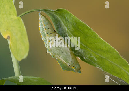 Großer Kohlweißling, Gürtelpuppe Kohlweißling Puppe,,, Kohl-WeiSSling, Pieris brassicae, Grosser Kohlweissling, grand papillon blanc, le chou, le chou Banque D'Images