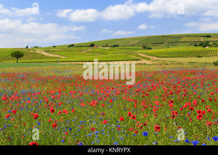 La France, cher (18), Berry, région du Sancerrois, Bué, champ de colza et plantes adventices, coquelicots et bleuets // France, Cher, Berry, Sancerrois r Banque D'Images