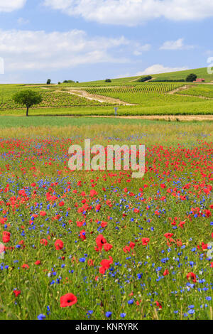 La France, cher (18), Berry, région du Sancerrois, Bué, champ de colza et plantes adventices, coquelicots et bleuets // France, Cher, Berry, Sancerrois r Banque D'Images