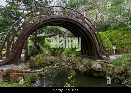 Le Pont du tambour, avec les pins noueux devant et derrière. Les feuilles d'or de la surplombant le Gingko biloba, ou arbre aux 40 écus, flotter sur l'eau ben Banque D'Images