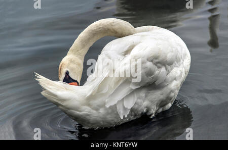 Danube - Swan (Cygnus cygnus) se lissant ses plumes de queue Banque D'Images