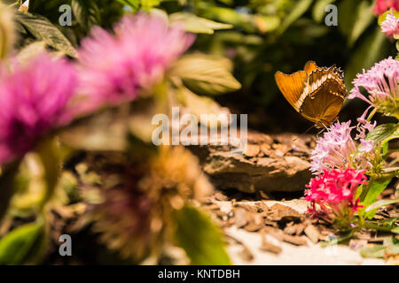 De grandes ailes de papillon assis sur feuilles pétales Fleurs Insectes Bush Belle Banque D'Images