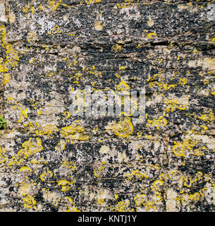 Textured mur recouvert de lichen jaune. Banque D'Images