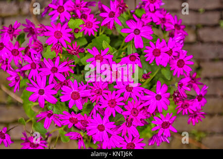 Daisy africains ecklonis fleurs roses Banque D'Images