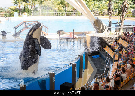 Un orque sautant avant d'éclabousser la foule à Loro Parque Banque D'Images