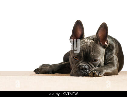 Bouledogue français bleu enfoncé aux yeux tristes à le cafard sur fond blanc avec une crème chambre chambre tapis de superposition de texte Banque D'Images