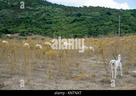 Gardiens de chien de moutons à Luras, Gallura, Sardaigne, Italie Banque D'Images