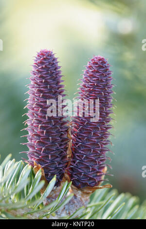 Abies koreana Banque D'Images