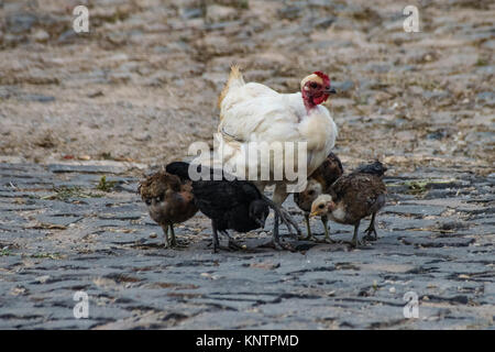 Le poulet et les poussins se gratter pour l'alimentation sur la chaussée de pierre Banque D'Images