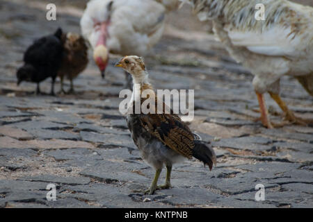 Le poulet et les poussins se gratter pour l'alimentation sur la chaussée de pierre Banque D'Images