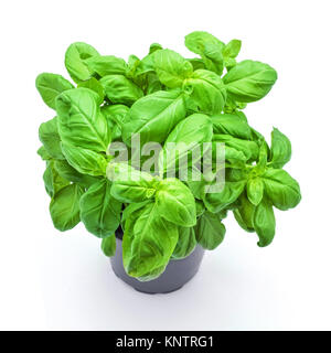 Le basilic plante en pot studio shot Banque D'Images