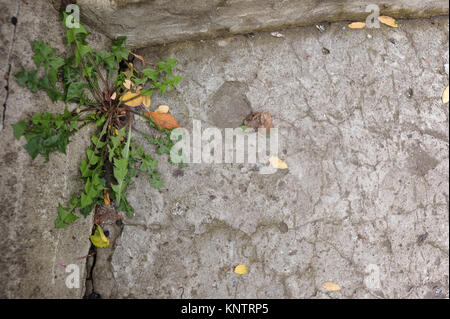 Schéma des carreaux de ciment carrés avec de l'herbe verte en entre - l'éclairage extérieur. Banque D'Images