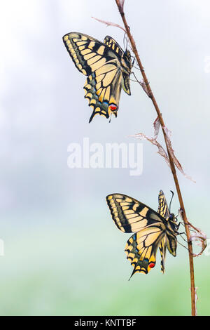 Vertical image de deux papillons sur une branche sèche Banque D'Images