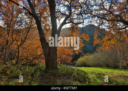 Arbres en automne feuillage sycomore - CARMEL VALLEY, Californie Banque D'Images