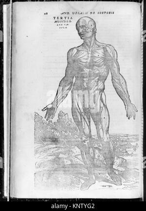 Illustrations anatomiques de de humani corporis fabrica, montrant des études détaillées des muscles, des os et des structures d'organes humains pour l'étude médicale. Banque D'Images