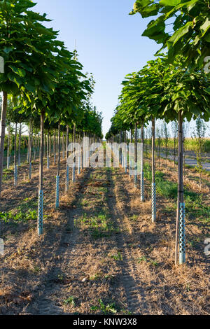 Dans les rangées d'arbres à l'extérieur du point de vue de la profondeur de l'agriculture Banque D'Images