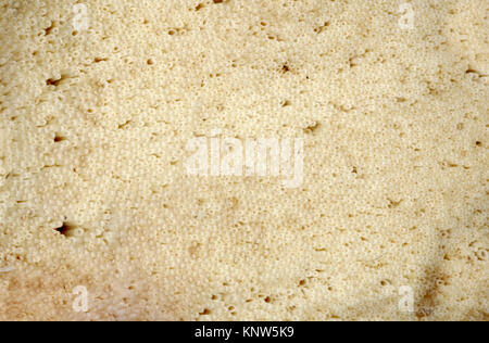 Fistulina hepatica - Champignon Beefsteak Banque D'Images