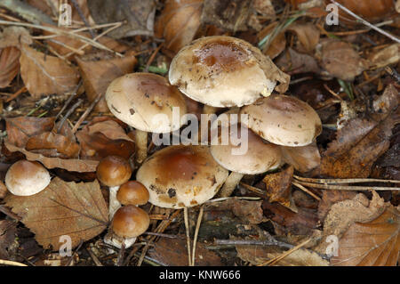 Poisonpie Hebeloma mesophaeum voilée - Banque D'Images